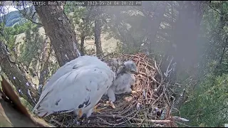 Angel Leucistic Red Tailed Hawk 💗 Angel Loves Her Chick! Gives A Long Preening Session 💗 5.24.23