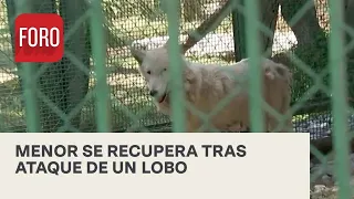 Menor se recupera del ataque de un lobo en zoológico de Nezahualcóyotl; resumen de noticias