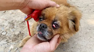 An abandoned dog waiting its owner in old house, its eyes swollen with a tumor and refuses to leave