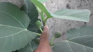 how to grow fig(anjeer)plant from cutting in urdu/hindi