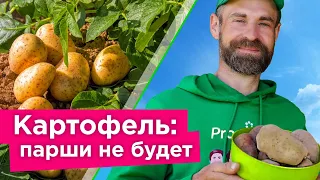 ЧТОБЫ КАРТОФЕЛЬ НЕ БОЛЕЛ ПАРШОЙ, СДЕЛАЙТЕ ТАК! Как избавиться от парши картофеля?