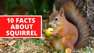 10 Interesting Facts About Squirrel