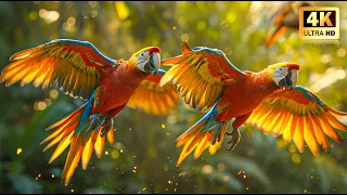 Best Beautiful Birds in the Jungle | Breathtaking Nature & Relaxing Sounds | Calm & Stress Relief