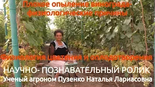 5. Плохое опыление винограда- физиологический фактор  (лекция Пузенко Наталья Лариасовна)