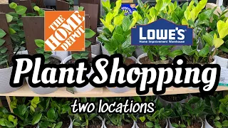 FINALLY FOUND ZZ CHAMELEON!! 💛 Big Box Plant Shopping at Home Depot & Lowe's in Manchester, CT 🌿