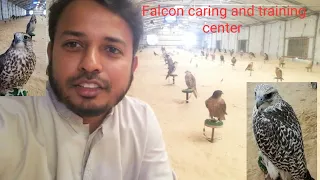 Falcon caring & training center @ saudi Arabia 15,MAY,2020, baaz', and 'shaheen (urdu hindhi)