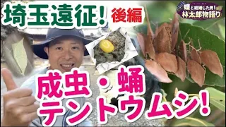 【幸運のキイロテントウ】埼玉のちょうちょ観察後編！蝶太郎物語りNo.259