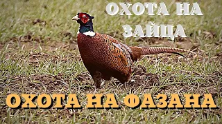 ОХОТА НА ЗАЙЦА.   ОХОТА НА ФАЗАНА.   ВТОРОЙ ДЕНЬ...