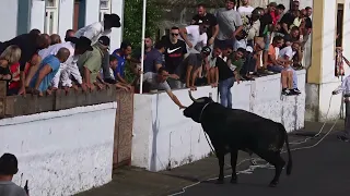 2 Ganadarias ( HF & EG ) - Juncal 2022 - Ilha Terceira - Açores - Portugal