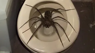 Biggest Spiders Ever Encountered!