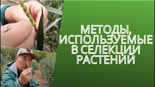 Методы, используемые в селекции растений. Гибридизация пшеницы.