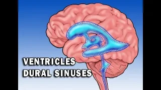 Circulation in Ventricles and Dural Sinuses