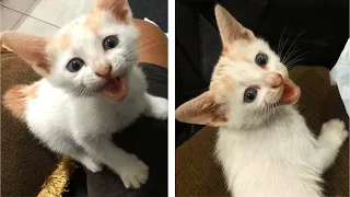 The Rescue Kitten Meowing Loudly Non Stop For Affection - Anak Kucing Lucu - Cats Meowing