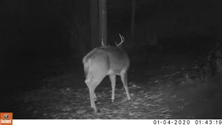 8PT BUCK SHEDS ITS ANTLER