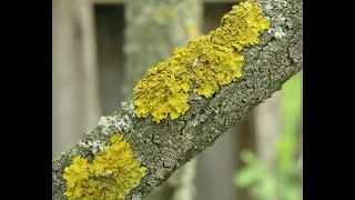 Лишайник / Гибрид Грибов и Водорослей / Под Микроскопом