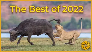 Our African Wildlife Highlights of 2022