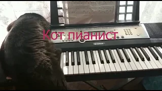 Кот пианист. Кот мешает игре на пианино.