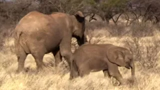 Young Elephants Fight To Survive | This Wild Life | BBC Earth