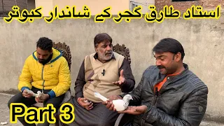 (part 3) ustad tariq gujjar ka kabootar ka shoq 🥰 || ustad ch kamran