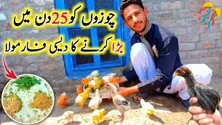 Chicks 🐤 Ko Jaldi Bada Karne Ka Tarika  | How To Increase Chick Size & Weight | Pets Vlog.