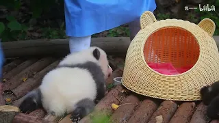 Panda JI RAN - this little baby is sticky to the nanny
