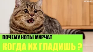 Почему коты мурчат когда их гладишь?