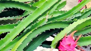 dragon fruit farming | dragon fruits