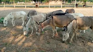 New HD Top Donkey  || Donkey Group In Village Eating Grass