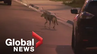 Global News crew spots coyote involved in dog attack