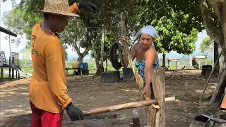 From this sugar cane we extract the juice/It can be made into cachaça, fuel, refined sugar...