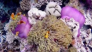 Maldive - The Movie [ Maldives - Ari North - Maayafushi House Reef Snorkeling ]