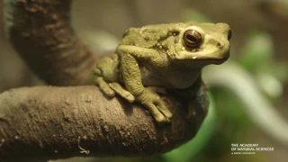 Frogs: A Chorus of Colors at the Academy of Natural Sciences