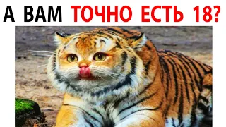 Мемы и Приколы с Котами 2021 года. Порция мемов с котами 17 Ноября #shorts