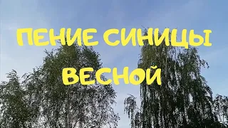 Пение синицы. relaxing video / birdsong /Звонко поёт птичка синичка. titmice bird sings loudly