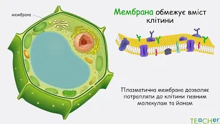 план будови рослинної клітини