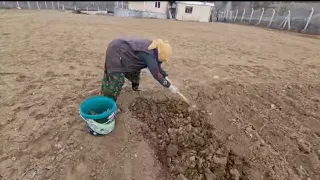 YAZDAN KIŞ BAHAR AYINA   KAVUN NASIL SAKLANIR?  TOKLU BAŞI YABANİ OT | GARACA NEDİR?SOĞAN TOHUMU