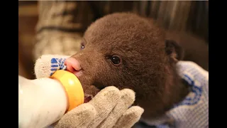 How we care about the bear cubs