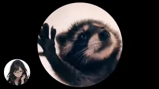 Pedro Pedro Pedro - Racoon Meme (TikTok)