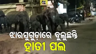 Eelephant herd enters human settlements in Odisha's Jharsuguda, locals in panic