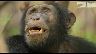 Cheating Chimp Gets Caught In The Act!