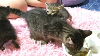 離乳食がおいしすぎて赤ちゃん猫から奪ってしまった子猫がコチラです…笑