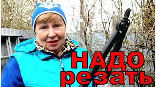 Снегопад 7 мая не дал доделать обрезку. Главное- не жалеть туи и кустарники