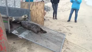 Last seals release of the season at Gwithian