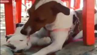 Jack Russell obsessed with kissing cat friend