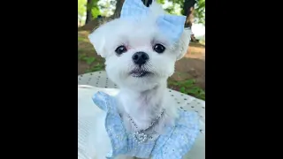 So adorable Maltese poppy❤️ | Ss Vlogs