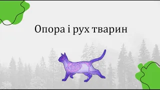 Опора та рух тварин