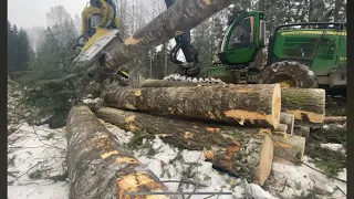 Осиновый рай,крупные деревья