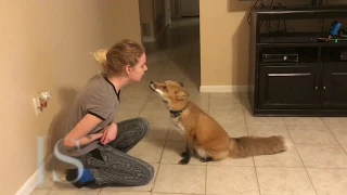 Pet Fox Does Tricks