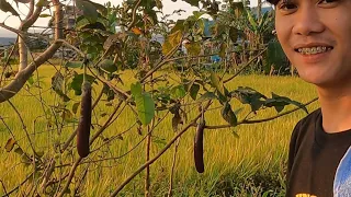 Kakaibang Bayabas namumunga ng Talong" buhay probinsya