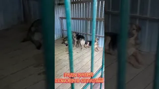 🔥❤️🐶 Сегодня был очень тяжелый, но продуктивный день. ХВОСТИКИ ПЕРЕЕХАЛИ ИЗ ДУШНОГО ЗДАНИЯ В НОВЫЕ